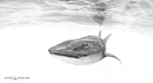 Whale Shark's endless search for plankton just beneath th... by Ken Kiefer 